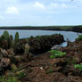 Genovesa - Darwin Bay