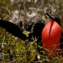 North Seymour Island
