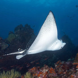 Cousin's Rock Dive Site