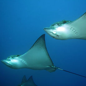 Galapagos rays Punta Vicente Roca