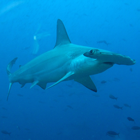 Galpagos hammerheads