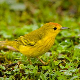View of the Highlands in Santa Cruz Island, Galápagos