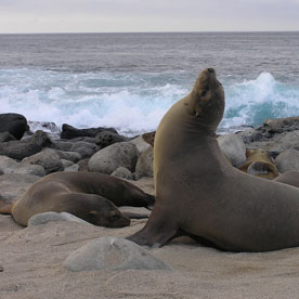 Isla Lobos - Sea Lion Island