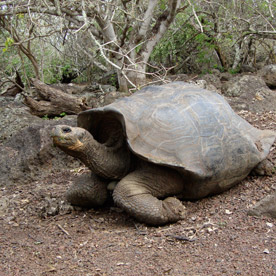 La Galapaguera