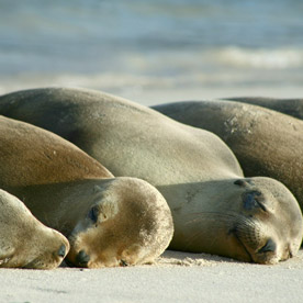 Santa Cruz Island - Galpagos