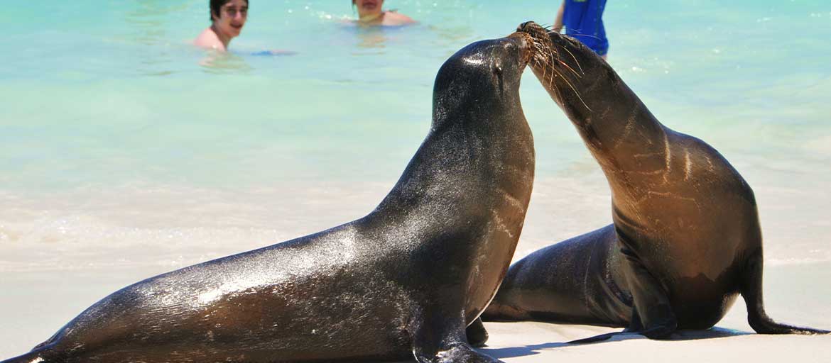 Galapagos-Cruise-or-Land-Based-Island-hopping-Tour-pano-n sea lions at the beach