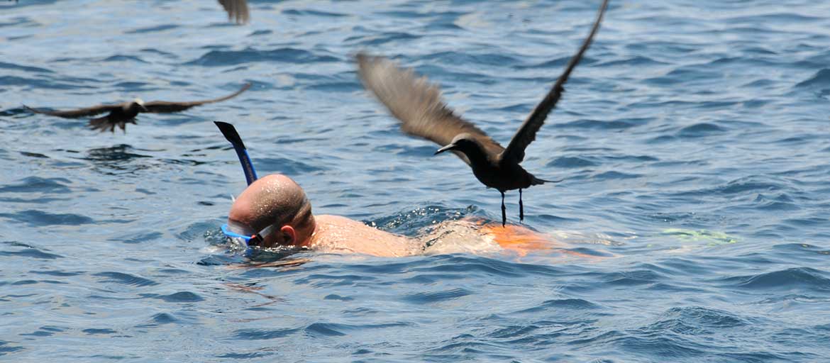 Top-Snorkeling-Spots-in-the-Galapagos-Islands-pano-n snorkeling in galapagos