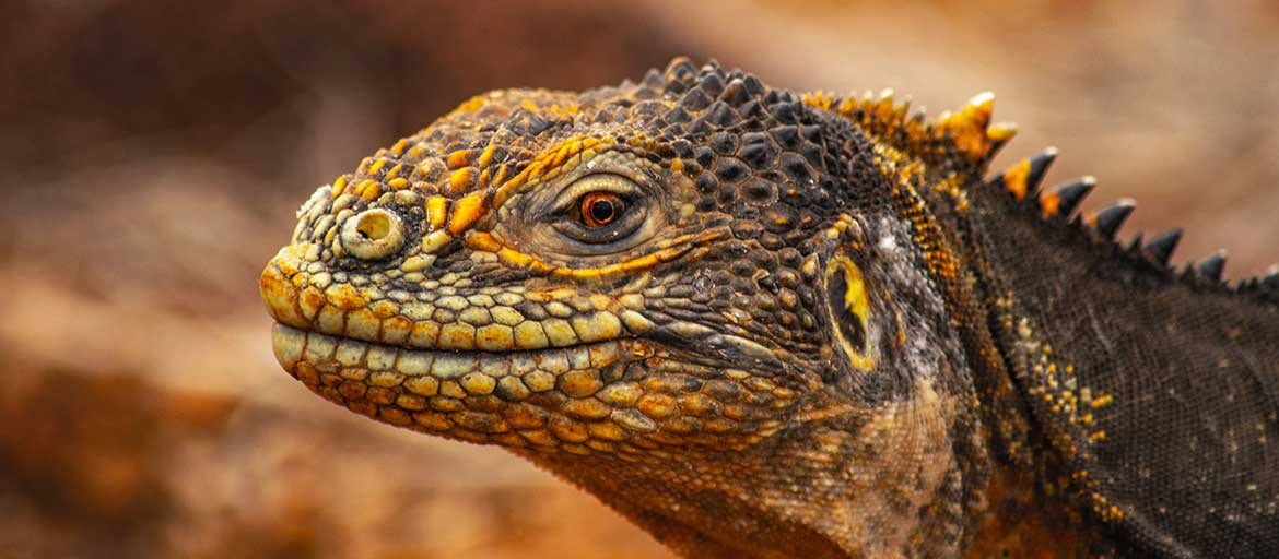 galapagos-lizard-n Galapagos Lizard Close Up
